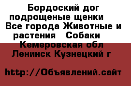 Бордоский дог подрощеные щенки.  - Все города Животные и растения » Собаки   . Кемеровская обл.,Ленинск-Кузнецкий г.